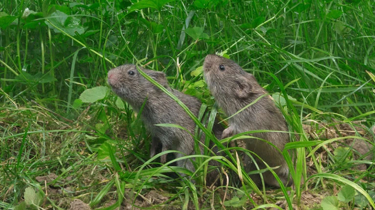 为研究爱情的物质基础，科学家这次选择了草原田鼠，这是一种重视爱情和家庭的动物。
